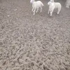 خروف 2ن رخل معشر