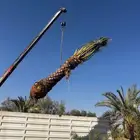 متوفر جثايث نخيل عربي مثمرة ونخل واشنطوني زينه