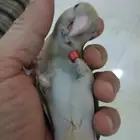 روز اليف وهدد