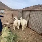 سواكن مرباه 4