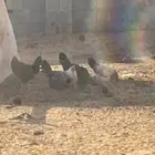 دجاج مع الديك