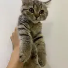 قطط سكوتش شيرازي