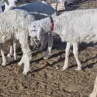 ذبايح طليان ب1250