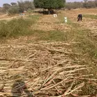 قصب يابس خريف جديد