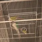 فرصه لمربين الكنيور البيع بسبب السفر