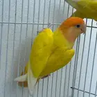 جوز روز منتج