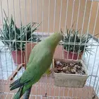 اثنى ببغاء الدره