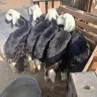 خرفان نجديات بريات