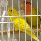 للبيع جوزين بادجي منتج ذكر وانثى وبنتهم وانثى روز اليفه