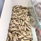 عود لاوسي طبيعي محسن كنق