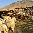 خرفان حري و سواكني ثلاجه - طبخ مندي كابلي 850 الى 1300