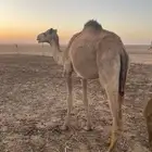 للبيع ثلاث بكار ثنتين لقايا وحده حقه