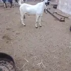 تيس فحل صنف