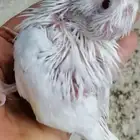 للبيع فروخ البينو عيون حمر