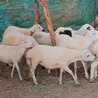 كباشة بلدي للبيع