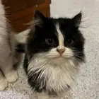 تم التبني قطة شيرازيه كيتن