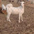 جفرتين جذعات. في المظيلف