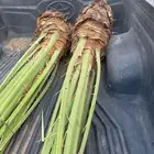 نخل من القصيم