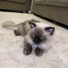 بسة هملايا للتبني