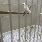 جوز روز مع فرخين