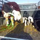 نجديه والد لللبيع