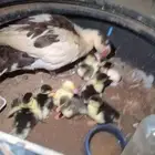 بطه بفروخها