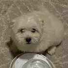 جرو انثي عمر شهرين