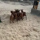 7 تيوس مغلقه جمله وتفريد((( تم البيع )))