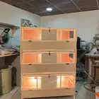 حظانة صوص إنتاج دواجن