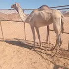 للبيع ناقه هجن