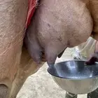 خلفة ساحلية