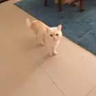 قط للتبني اسكتلندي ذكر