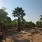 نخل واشنطني