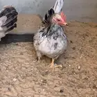 ديك جبنيز الاحساء