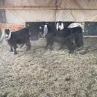 تيس و جفرتين للبيع