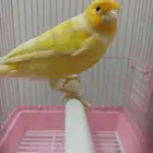 ذكر كنارى جاهز جدا