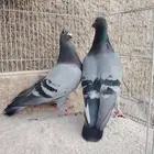 ثلاث ازواج زواجل