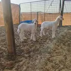 دواغير رخال حريات