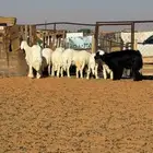 خرفان حري للبيع