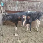 عجلات بلديات