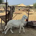 فحل ضان جذع مشروط شرط