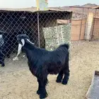 للبيع تيس عارضي