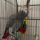 ببغاء كاسكو لعوب جدا