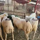 خرفان ذبائح بلدي