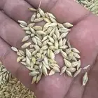 شعير بلدي بذر 40 كيلو سداسي