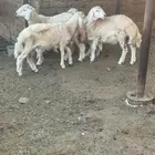 طليان للبيع