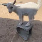 تيس قزمي اليف