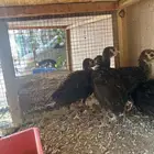 فروخ دجاج رومي