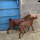 ذبائح للبيع مع الذبح والتوصيل