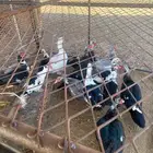 بط سوداني للبيع بيشه